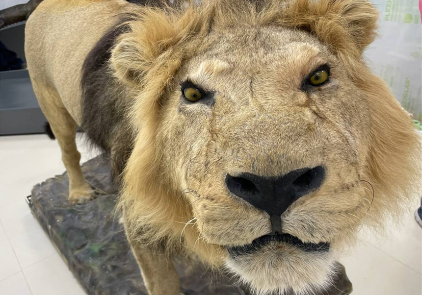 Nuevo ejemplar de la colección de zoología: León asiático (<em>Panthera leo persica</em>)